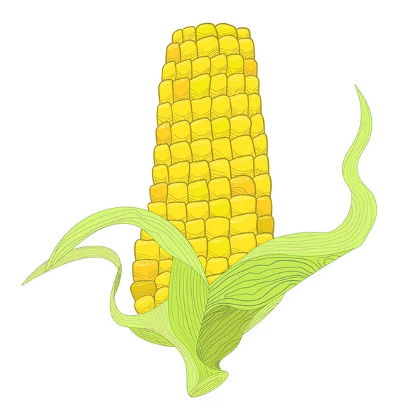 Ухо Сладкой Кукурузы Изолировано Белой Векторной Иллюстрации — стоковый вектор