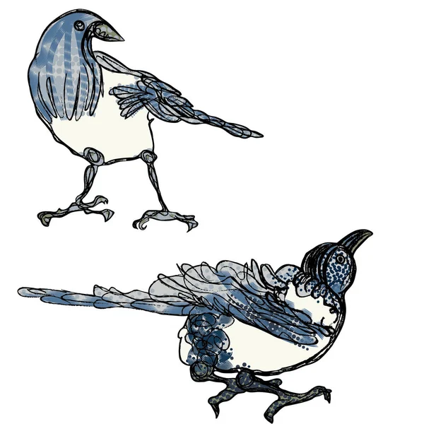 Duas Magpies Ilustração Vetorial Desenhada Mão — Vetor de Stock
