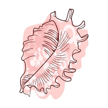 Deniz kabuğu - el çizimi vektör çizimi beyaza izole edildi.
