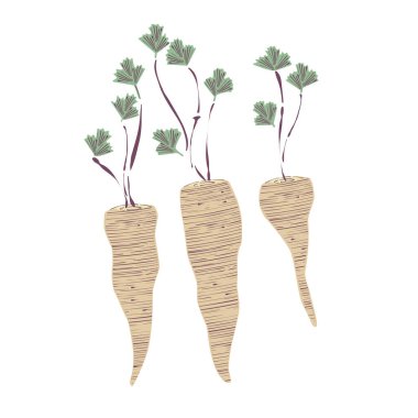 Maydanoz kökü - dekoratif tasarım elementi. Vektör illüstrasyonu beyazda izole edildi.