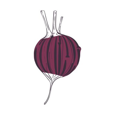 Pancar kökü, dekoratif tasarım elementi. Vektör illüstrasyonu beyazda izole edildi.