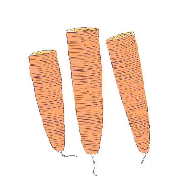 Carrots Elemen Desain Dekoratif Ilustrasi Vektor Diisolasi Pada Warna Putih - Stok Vektor