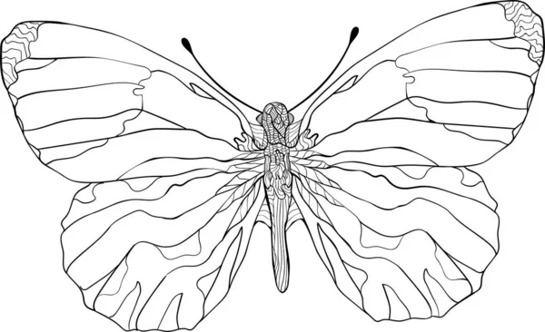 Farfalla Punta Arancione Illustrazione Vettoriale Isolata Bianco — Vettoriale Stock