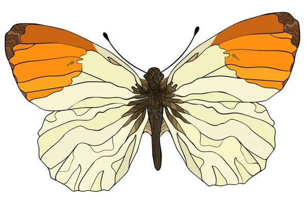 Pomerančový Motýl Vektorová Ilustrace Izolovaná Bílém — Stockový vektor