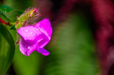 Ormanda pembe bir çiçek