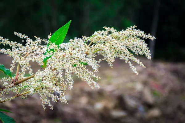 A wild white flower bunch in forest