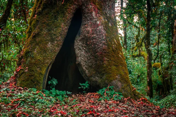 Büyük Ağaç Tabanlı Doğal Mağara — Stok fotoğraf