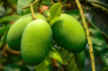 Meyve bahçesinde lezzetli mango sürüsü