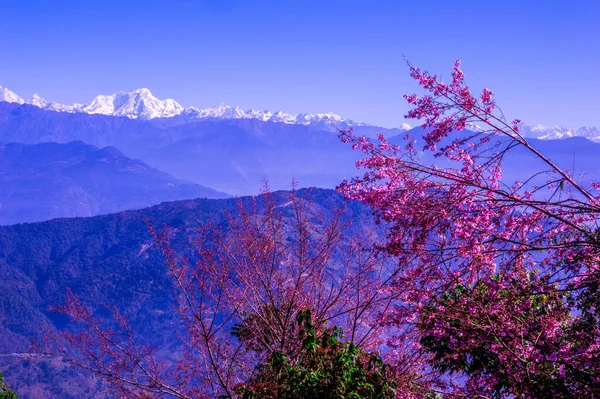 Landscape Cherry Flower Chisapani Nepal — Stock Photo, Image