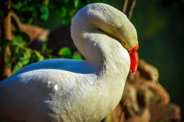 一只在早晨享受阳光的白色野鸭 — 图库照片
