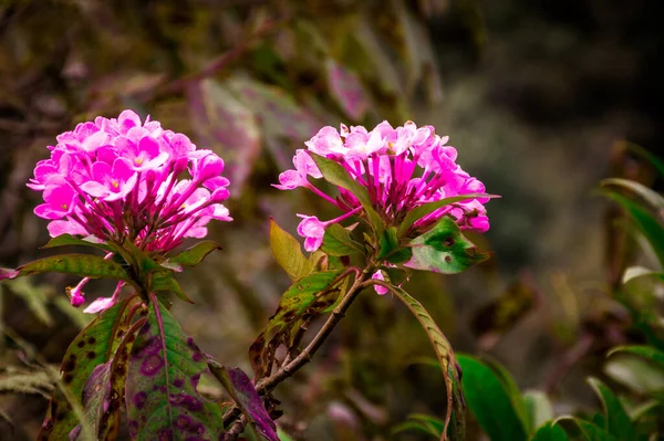 Holy cow wild red flower