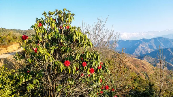 Landscape Rhododendron Flower Chisapani Nepal — Stock Photo, Image