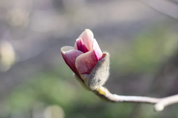 Fotoğrafın ortasında pembe bir manolyanın kabarık tomurcuğu. — Stok fotoğraf