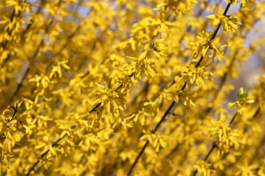 Çiçek açan sarı çiçekli dallar rüzgar tarafından sağa doğru eğilmiştir.