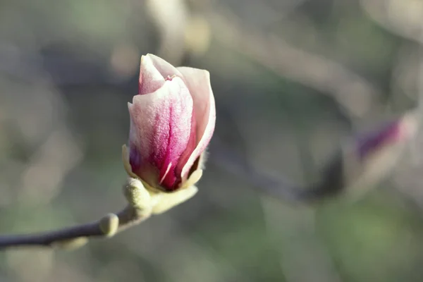 Un brote floreciente de magnolia lila frente al brote borroso y los verdes de primavera — Foto de Stock