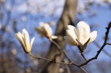 Beyaz manolyalar ve bulanık arka planda tomurcukları olan bir dal.