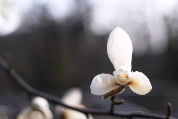 Άνθισε τρία πέταλα ενός λευκού λουλουδιού μανόλιας από κοντά — Φωτογραφία Αρχείου