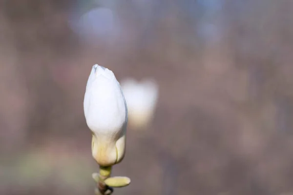 白色木兰花芽在模糊的背景特写镜头上 — 图库照片