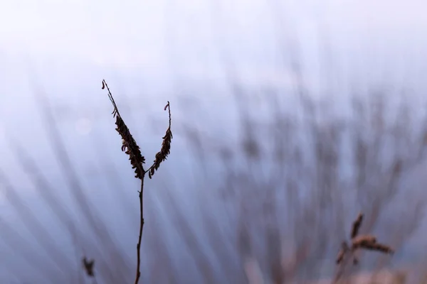 Una rama marchita sobre una hierba borrosa y un fondo de lago — Foto de Stock