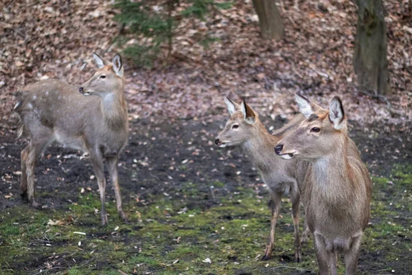 Tres ciervos jóvenes miran a la izquierda frente al fondo de un bosque borroso —  Fotos de Stock
