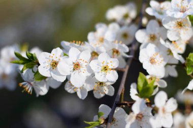 Açık beyaz çiçekli bir armut dalı yakın plan çekilir.