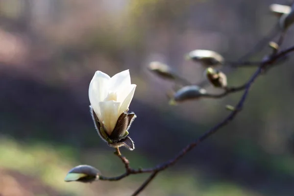 A white magnolia flower on a background of blurry branches with buds — Stock Photo, Image
