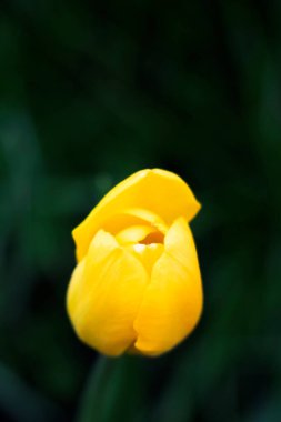 Doymuş sarı bir lale tomurcuğu, yeşil bulanık bir çimenlikte dümdüz yatarken vuruldu.