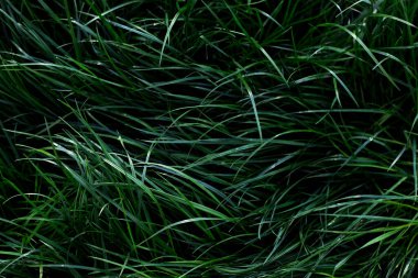 Koyu yeşil uzun çimenler sola doğru eğik.