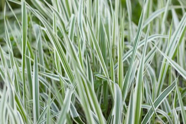 Beyaz çizgili yeşil çimenler yakın plan çekilmiş.