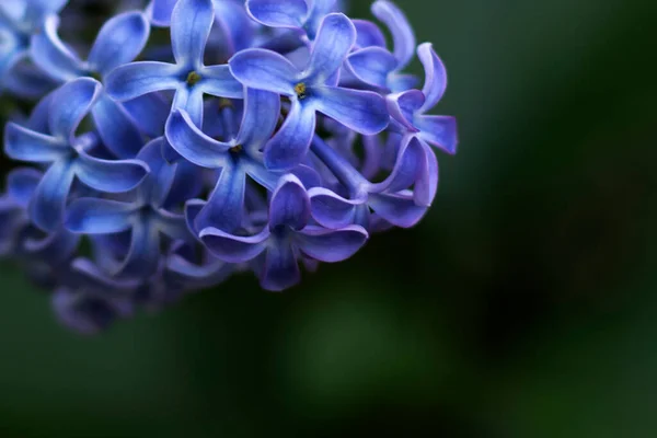 La lila azul sobre un fondo de jardín verde borroso, primer plano — Foto de Stock