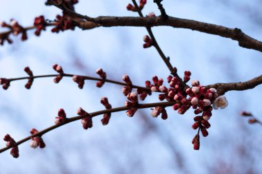 Pembe kiraz tomurcukları ve çiçek açan beyaz çiçekli dallar.
