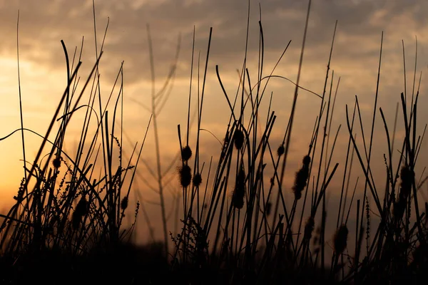 Hierba de campo alto en los rayos del sol poniente — Foto de Stock