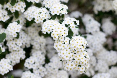 Bir sürü küçük beyaz çiçeği olan bir çalı yakından çekilir.