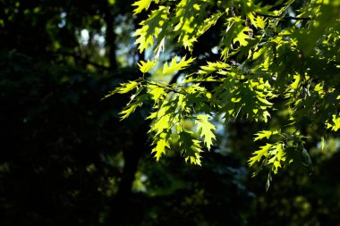 Yeşil akçaağaç yaprakları bahar güneşinin ışınlarında