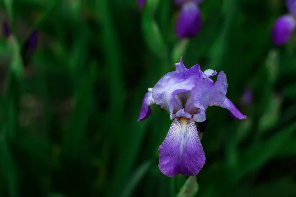 A íris roxa dispara-se no close-up contra um contexto de verdes — Fotografia de Stock