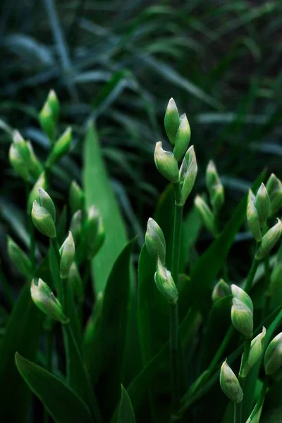 I cespugli verdi con gemme di iris sono colpiti in primo piano verticalmente — Foto Stock