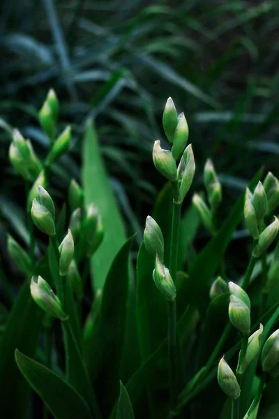 Les buissons verts avec des bourgeons d'iris sont tournés en gros plan verticalement — Photo