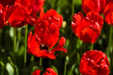 Güzel bahar çiçekleri laleler.