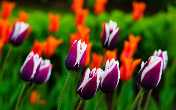 Belles Tulipes Fraîches Printemps Fleurs — Photo