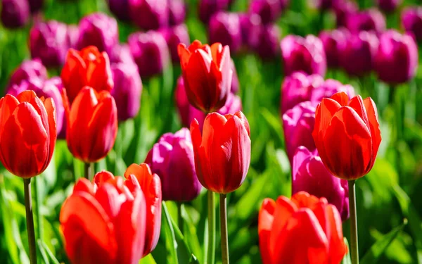 Bei Tulipani Freschi Fiori Primaverili — Foto Stock