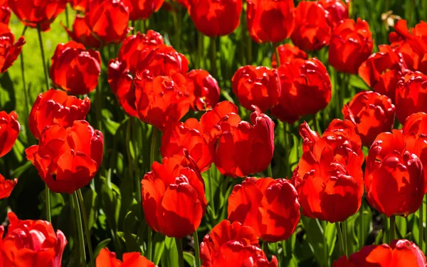 Belles Tulipes Fraîches Printemps Fleurs — Photo