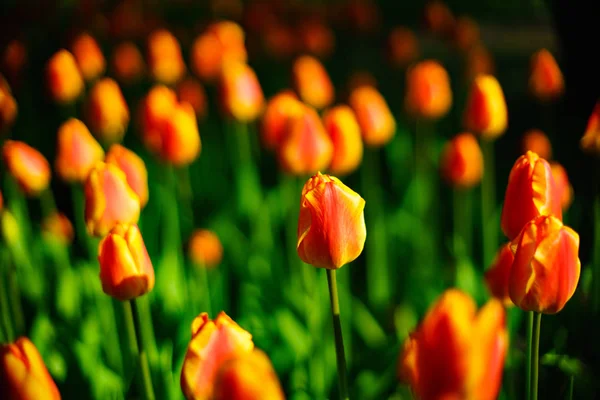 Bei Tulipani Freschi Fiori Primaverili — Foto Stock