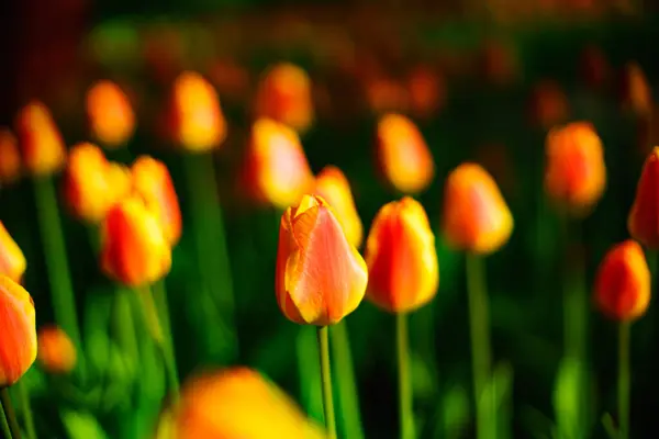 Belles Tulipes Fraîches Printemps Fleurs — Photo