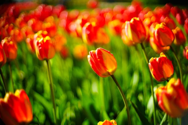 Bei Tulipani Freschi Fiori Primaverili — Foto Stock