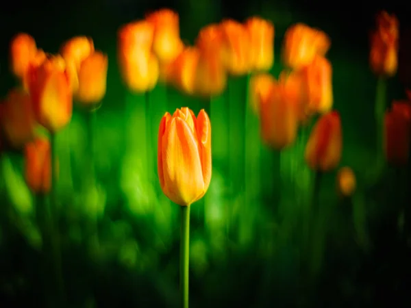 Bei Tulipani Freschi Fiori Primaverili — Foto Stock