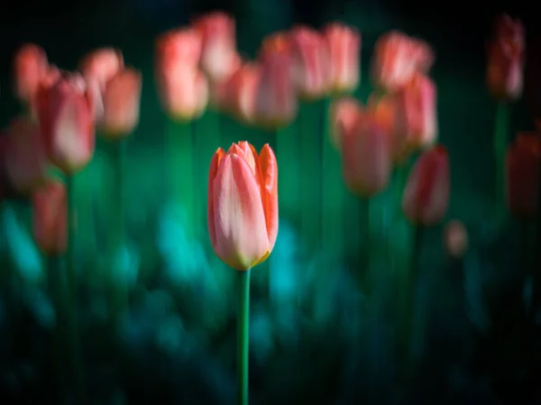 Bei Tulipani Freschi Fiori Primaverili — Foto Stock