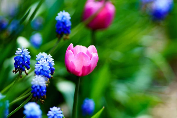 Belles Tulipes Fraîches Printemps Fleurs — Photo