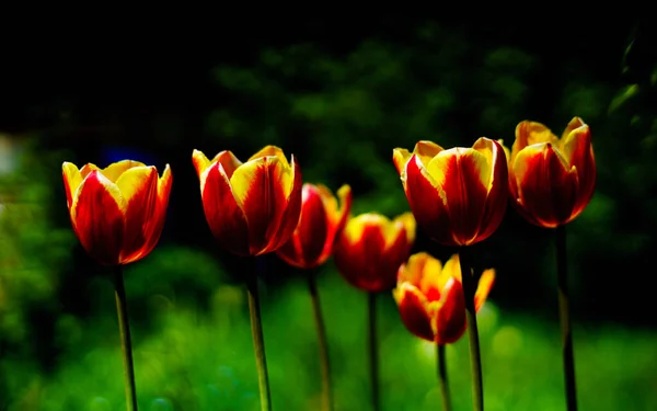 Hermosas Flores Frescas Primavera Tulipanes — Foto de Stock