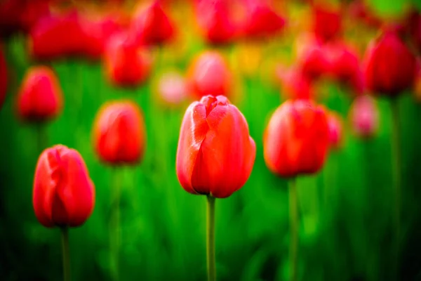 Bei Tulipani Freschi Fiori Primaverili — Foto Stock