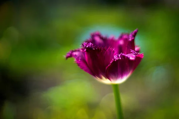 Krásné Čerstvé Jarní Květiny Tulipány — Stock fotografie
